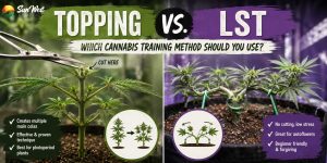 topping vs LST cannabis