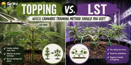 topping vs LST cannabis